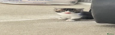 Kitten 1