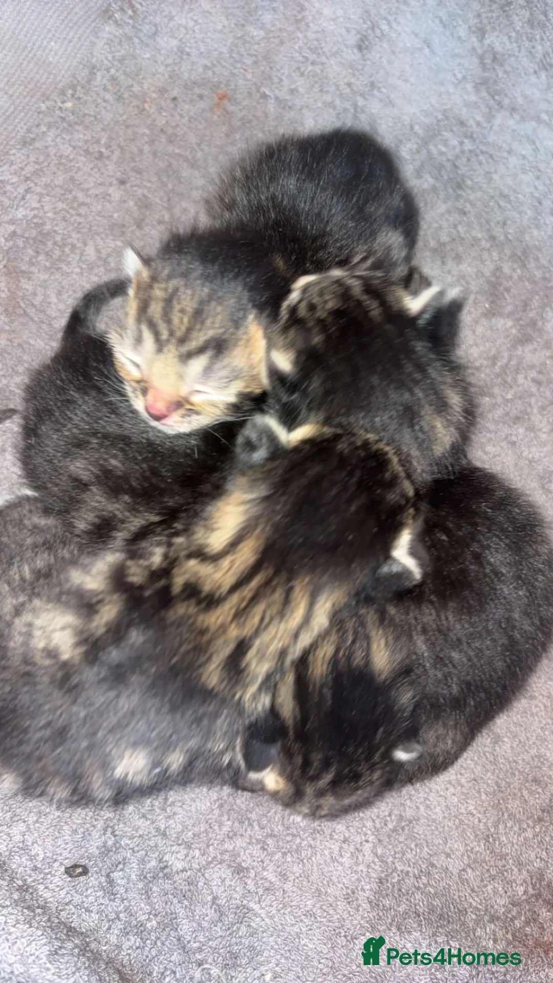 Mixed Breed cats for sale: 2 kittens  in Basingstoke - Advert 5