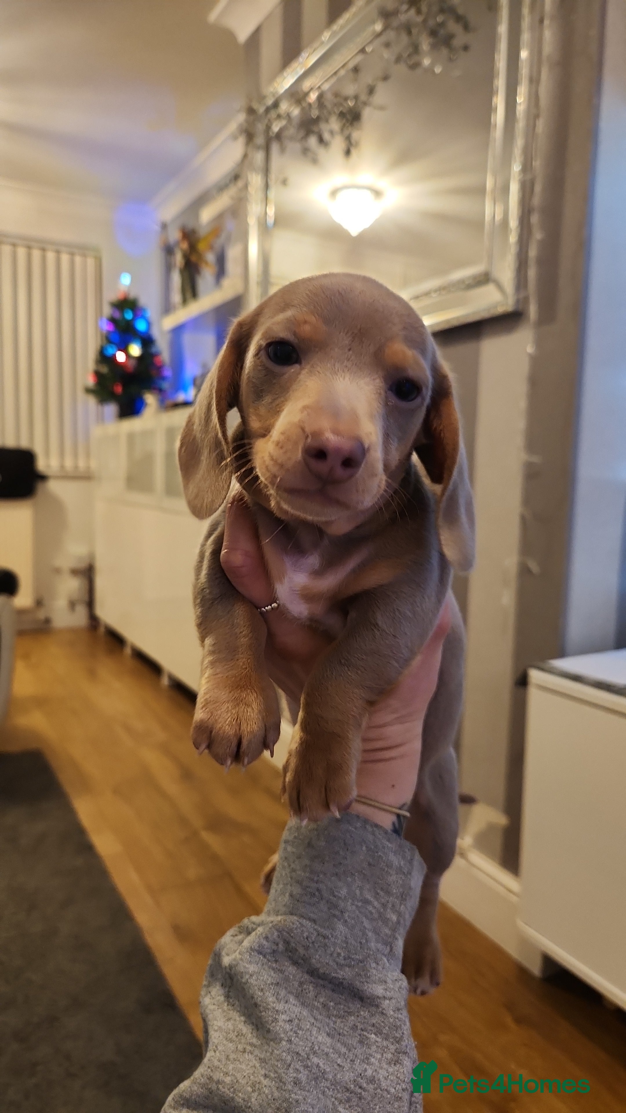 Miniature Dachshund dogs Stunning miniature dachshund puppies  - Advert 9