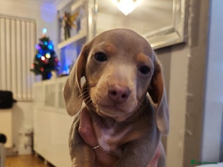 Miniature Dachshund dogs Stunning miniature dachshund puppies - Advert 3