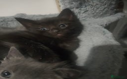 Mixed Breed cats for sale: Ragdoll X for sale  - Image 9