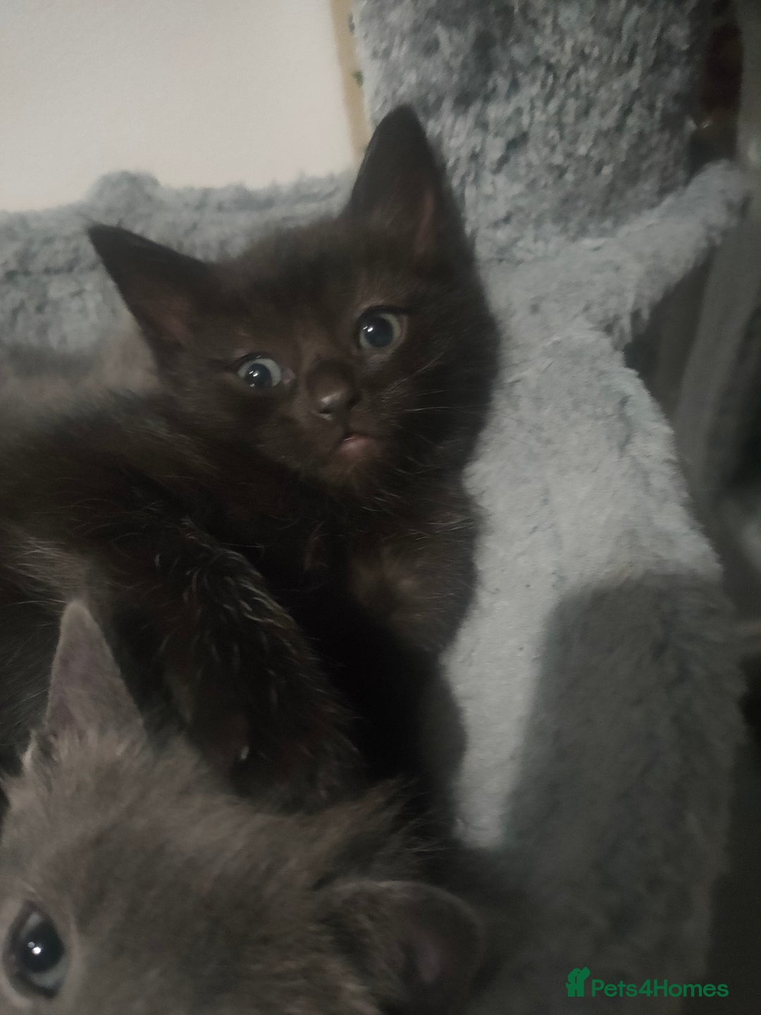 Mixed Breed cats for sale: Ragdoll X for sale  - Image 9