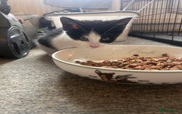 British Shorthair cats for sale: 1 male and 1 female kitten - Image 1