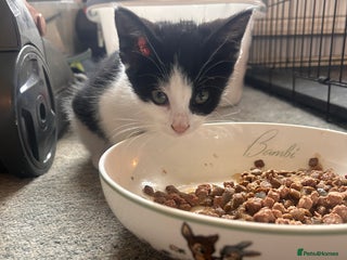 British Shorthair cats - Advert 12