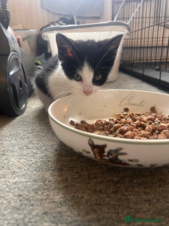 British Shorthair cats - Advert 12