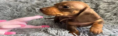 Miniature Dachshund 1