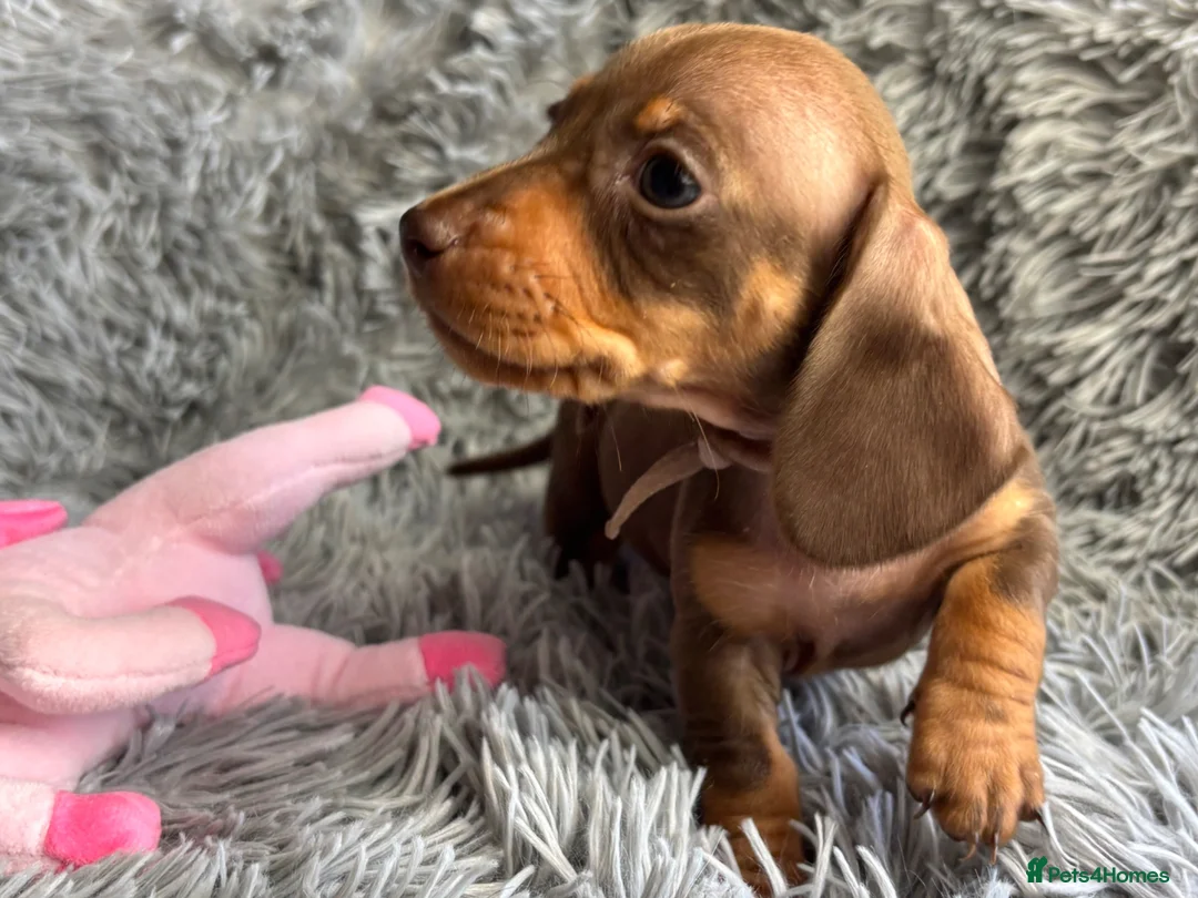 Miniature Dachshund dogs for sale: KC reg, PRA Clear Beautiful Natured Pups - Advert 39