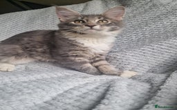 Maine Coon cats for sale: Adorable Maine Coon Kittens for Sale - Image 8