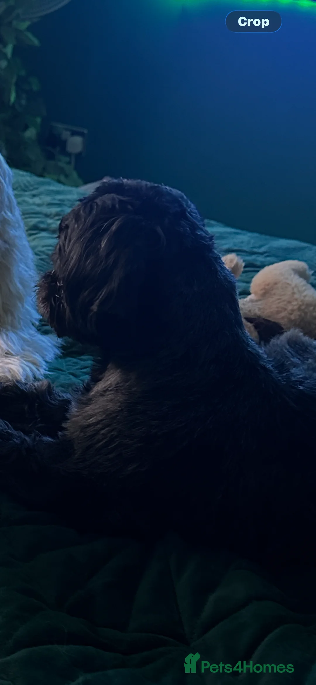 Shih Tzu dogs for sale: Beautiful little girl 14 month old Shih Tzu - Advert 5