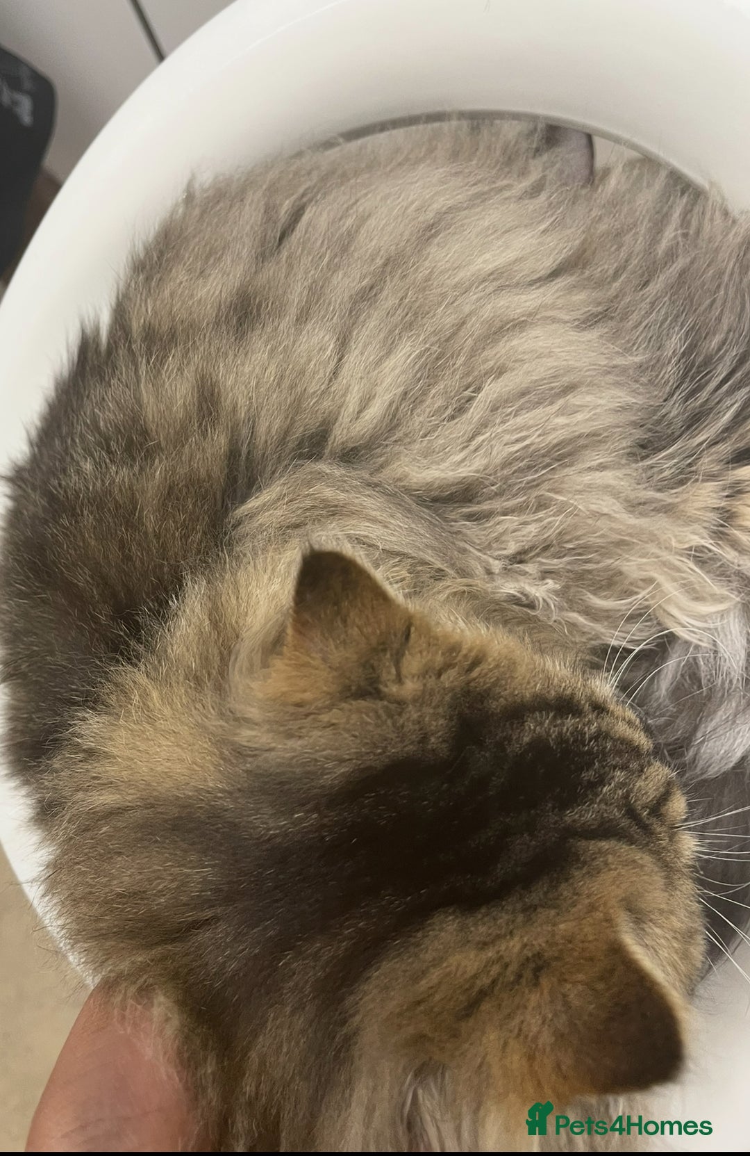 Persian cats for sale: persian kittens and mum - Advert 9