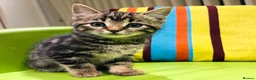Mixed Breed cats for sale: Kittens for sale ,mixed breed, wonderful behaviour - Advert 19