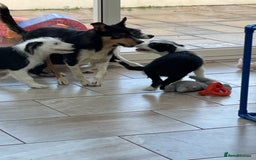Mixed Breed dogs for sale: Boys and girls available  - Image 5