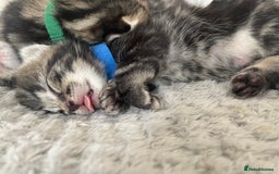 Mixed Breed cats for sale: 1 kitten left - Image 4