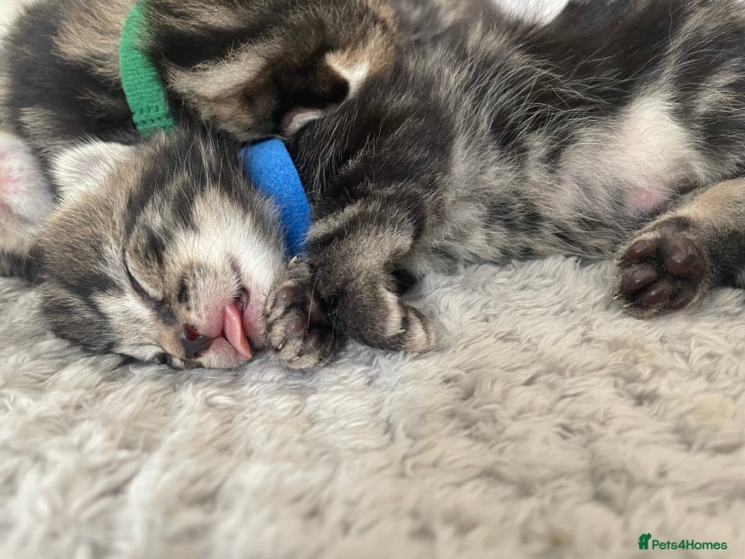 Mixed Breed cats for sale: 1 kitten left - Image 4
