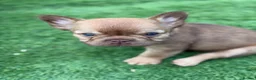 French Bulldog dogs for sale: Fluffy Frenchies 2 girls ready - Advert 26