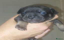 Mixed Breed dogs for sale: FRENCH BULLDOG X STAFFY  - Image 13