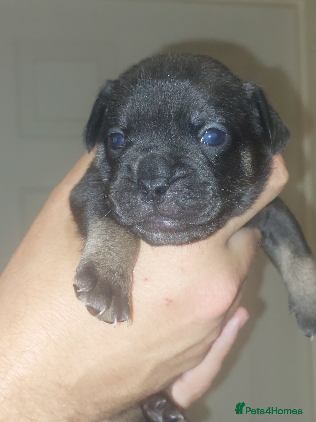 Mixed Breed dogs for sale: FRENCH BULLDOG X STAFFY  - Image 13
