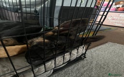 German Shepherd dogs for sale: Kenobi - 6 month old Male German Shepherd - Image 6