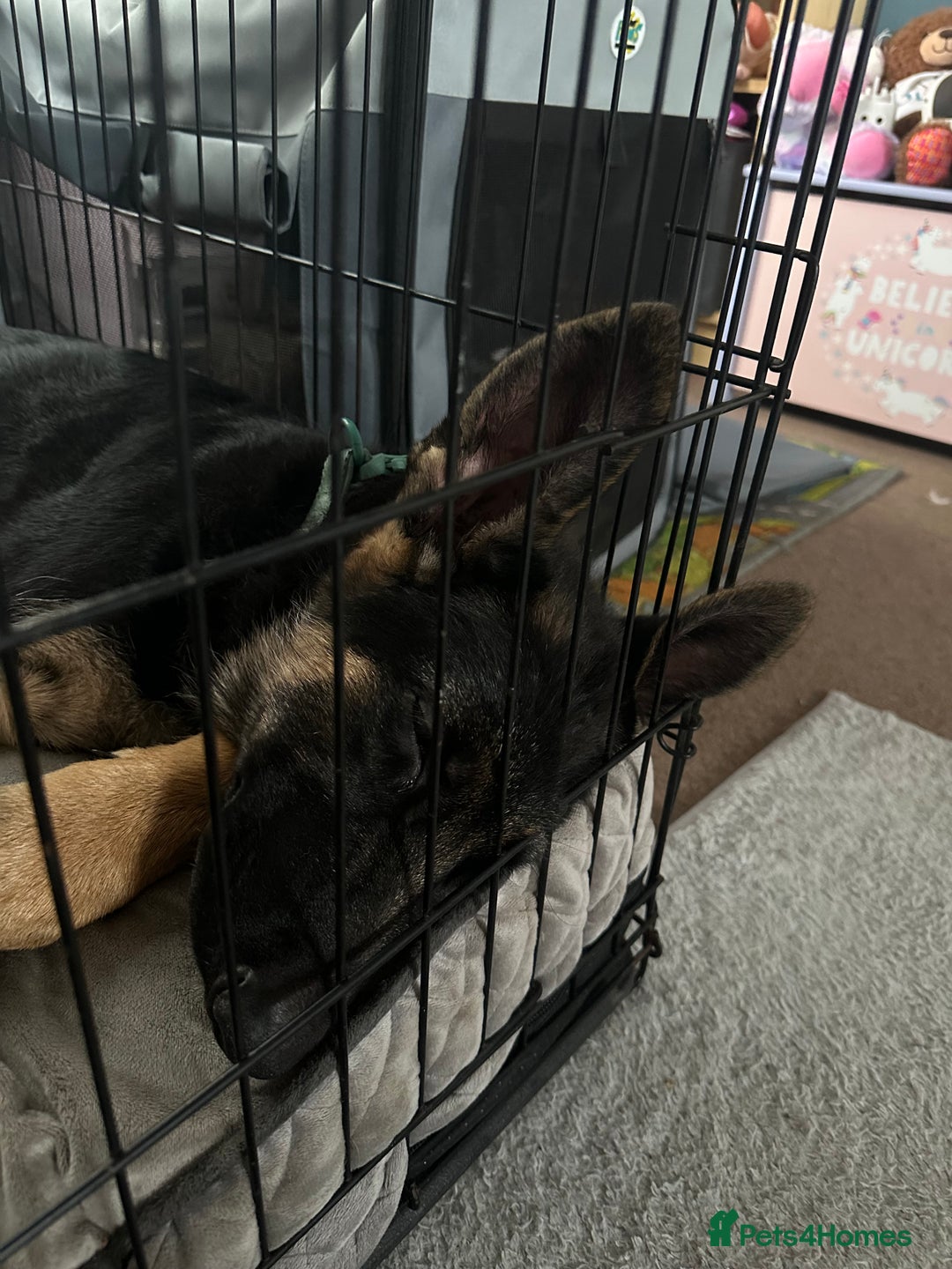 German Shepherd dogs for sale: Kenobi - 6 month old Male German Shepherd - Image 6