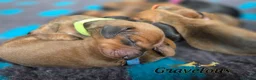 Dachshund dogs for sale: Standard Dachshund KC registered puppies - Advert 2