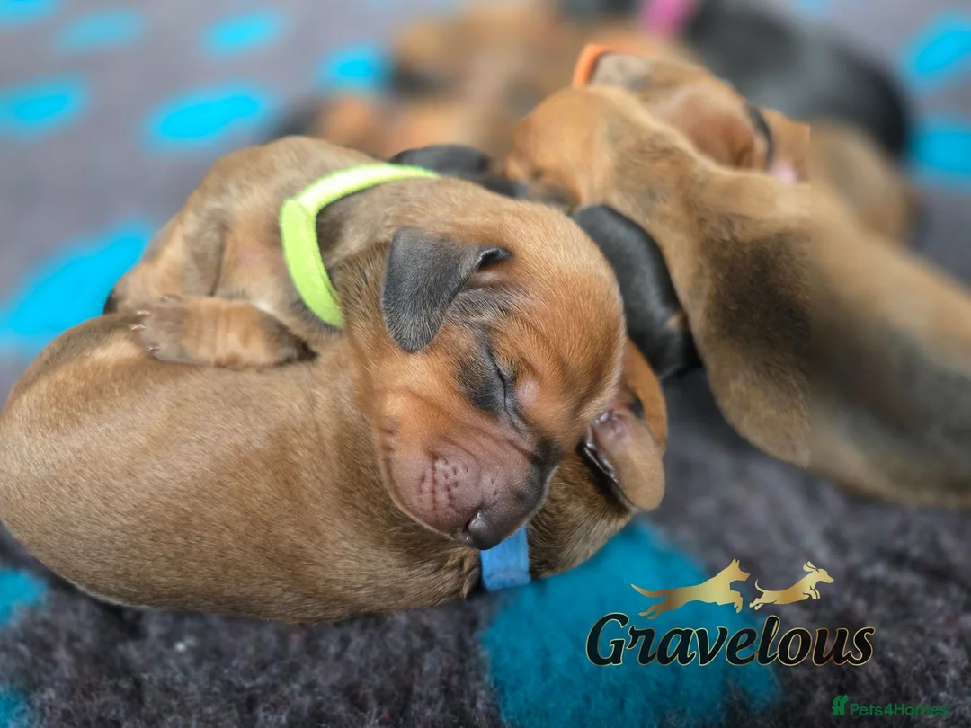 Dachshund dogs for sale: Standard Dachshund KC registered puppies - Advert 2
