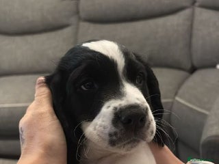 Sprocker dogs Sprocker puppies for sale - Advert 17