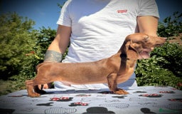 Miniature Dachshund dogs for sale: Ferrari Hug Me Strongly  - Image 1