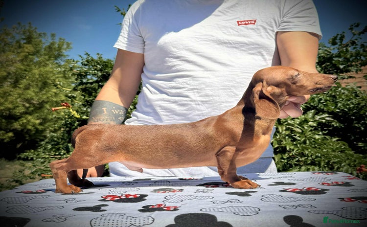 Miniature Dachshund dogs for sale - Advert 1