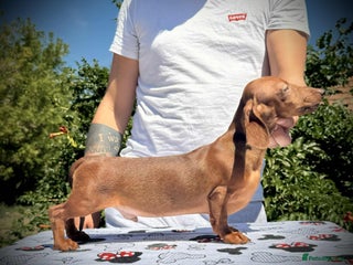 Miniature Dachshund dogs - Advert 28
