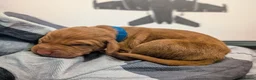 Hungarian Vizsla dogs for sale: Vizsla Puppies Looking for Their Forever Homes 🐾 in Saint Asaph - Advert 16