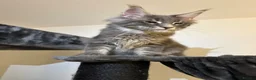 Maine Coon cats for sale: maine coon kitten in Manchester - Advert 3