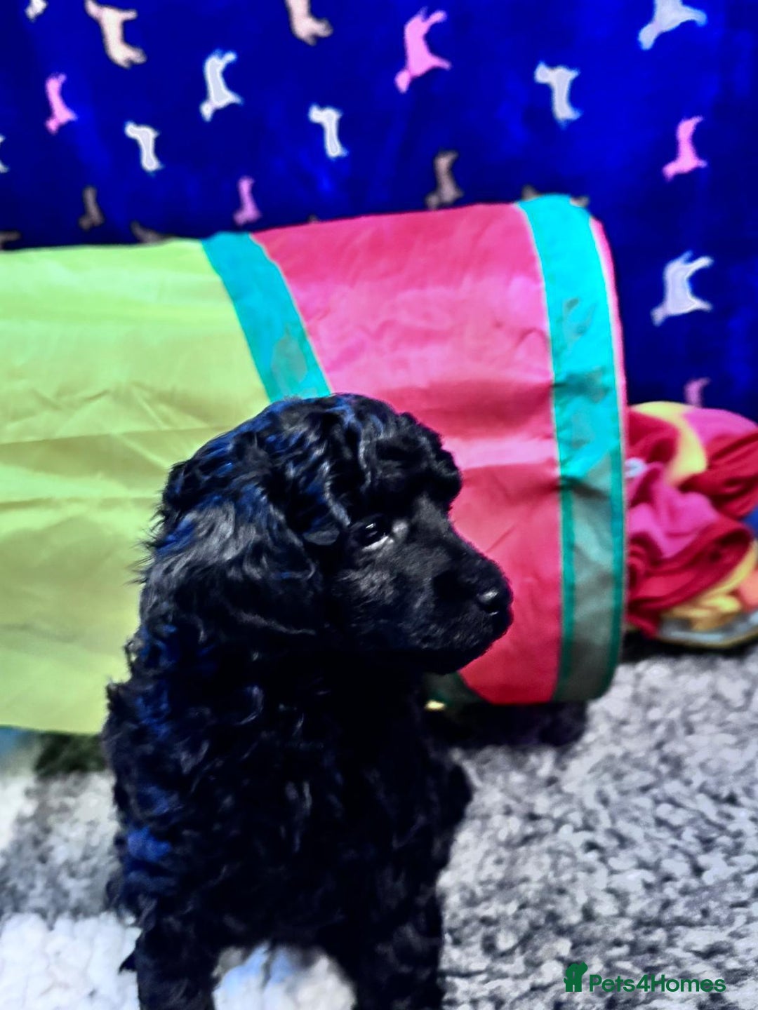 Toy Poodle dogs for sale: KC registered Toy Poodle Male 1 black  - Advert 10