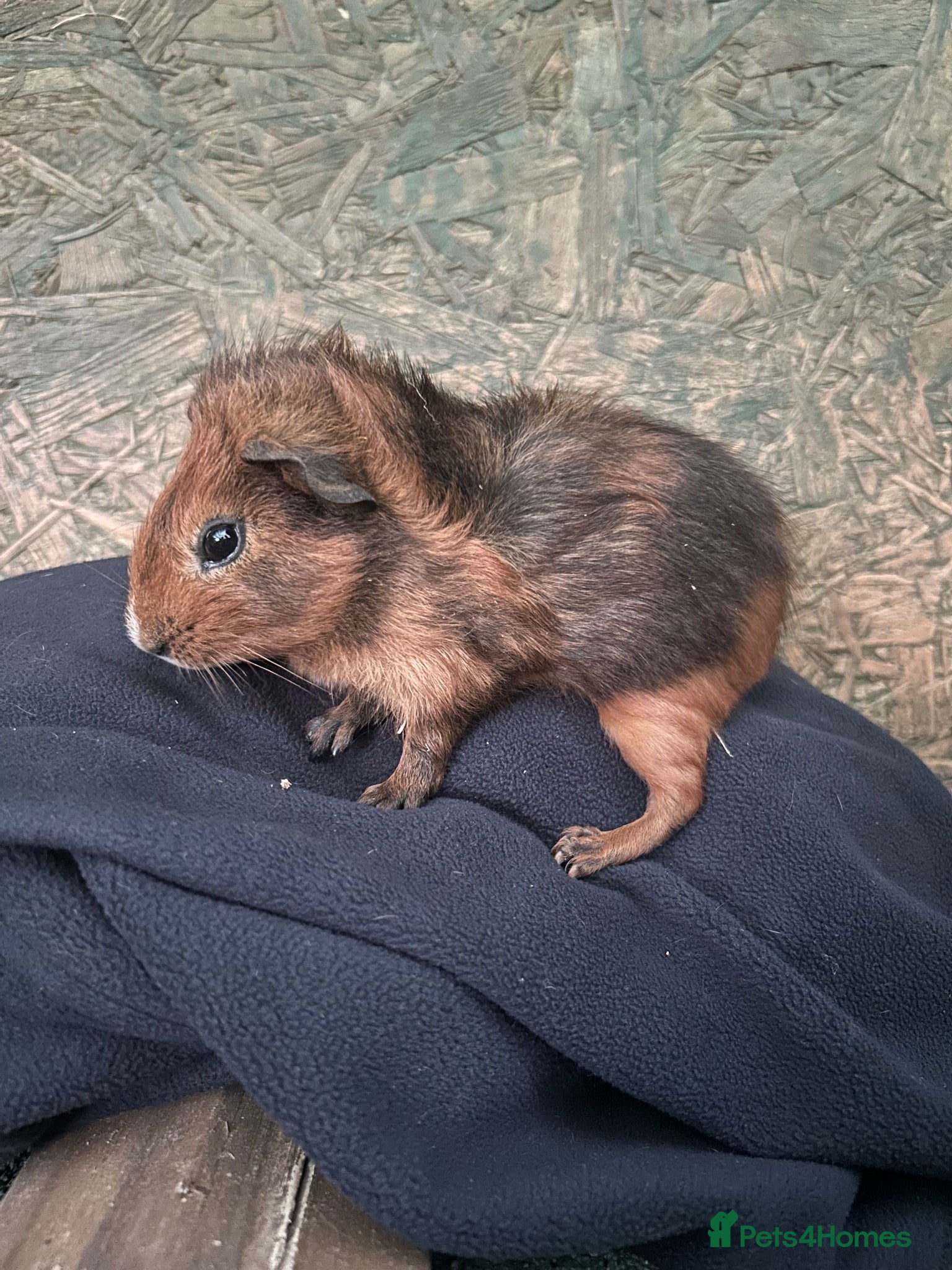 Guinea Pig rodents Baby boy guinea pig  - Advert 3