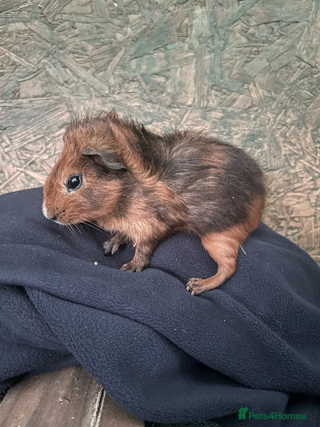 Guinea Pig rodents for sale: Male Guinea pig  in Tamworth - Advert 2