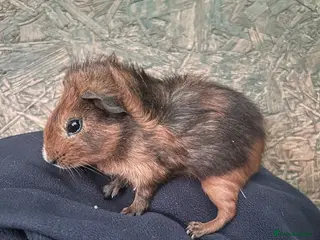 Guinea Pig rodents Baby boy guinea pig - Advert 3
