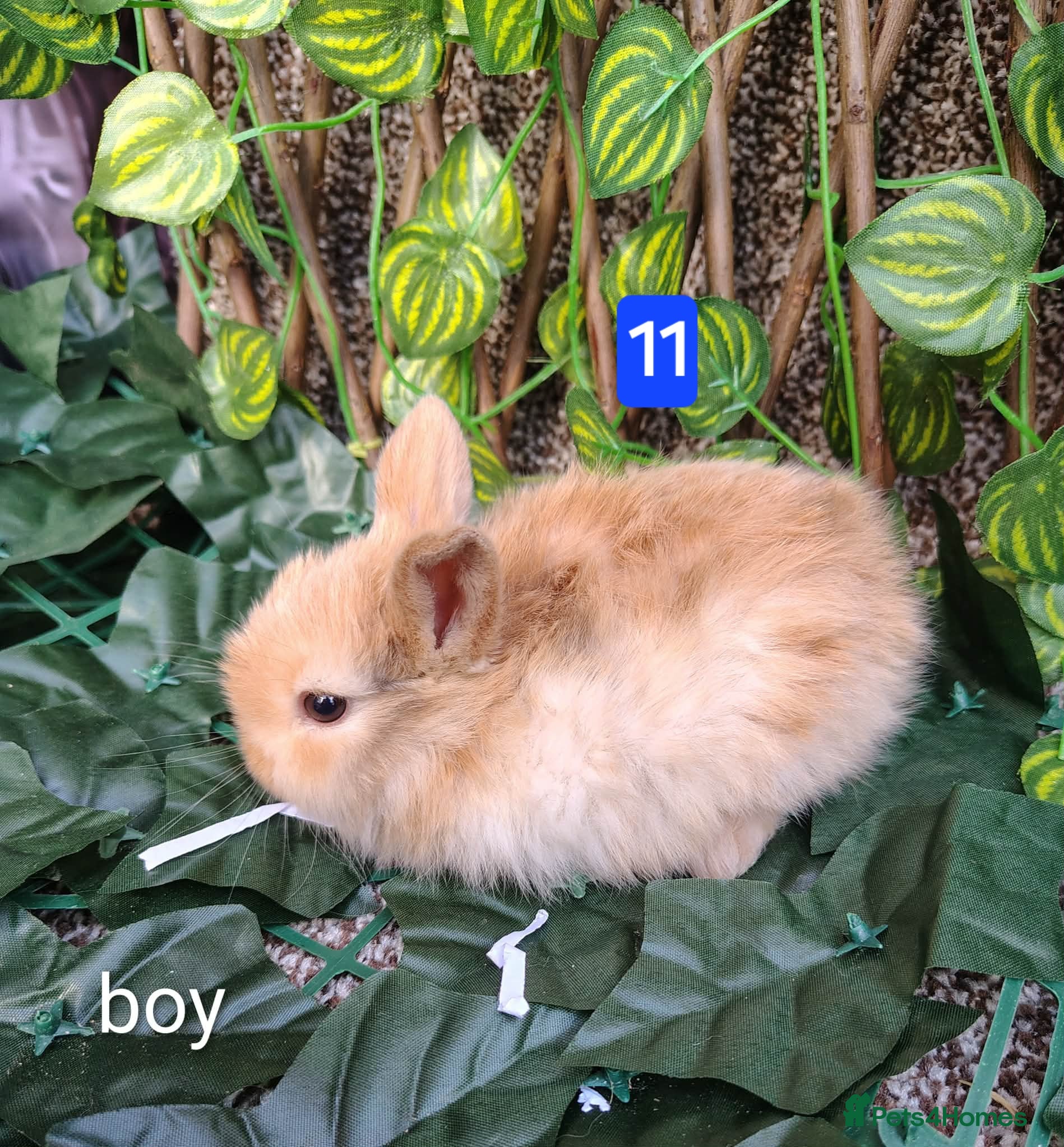 Mini Lop rabbits Mini lop babies ready 9 May - Advert 4