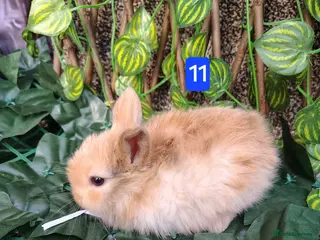 Mini Lop rabbits Mini lop babies ready 9 May - Advert 4