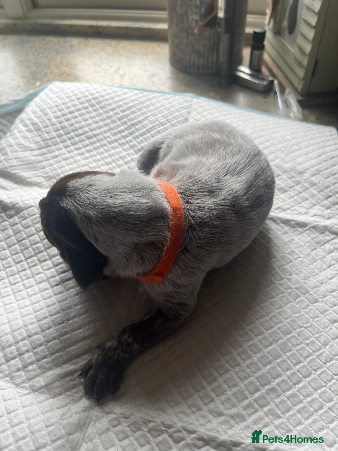 German Shorthaired Pointer dogs for sale: GSP puppies for sale - Image 6