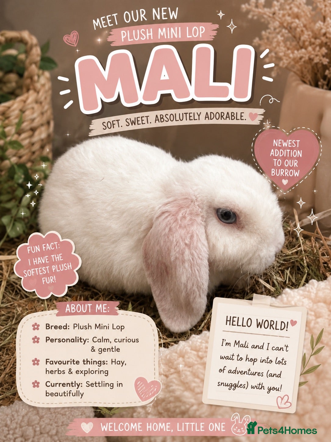 Mini Lop rabbits Pair of Beautiful Blue-Eyed mini lop buns - Advert 2