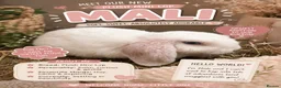 Mini Lop rabbits for sale: Pair of Beautiful Blue-Eyed mini lop buns - Advert 2