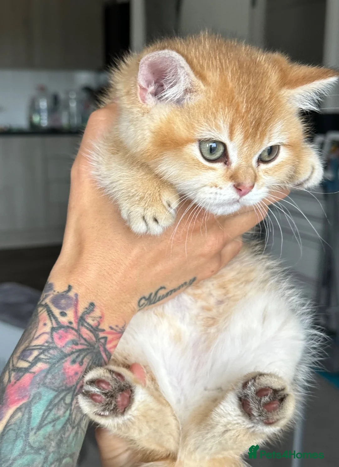British Shorthair cats for sale: Golden chinchilla British shorthair (NY12) boy.  - Advert 2
