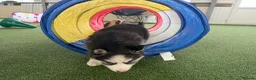Pomsky dogs for sale: Pomsky puppies - Advert 14