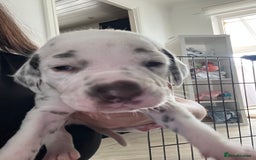 Dalmatian dogs for sale: Beautiful KC registered litter of dalmations  - Image 12