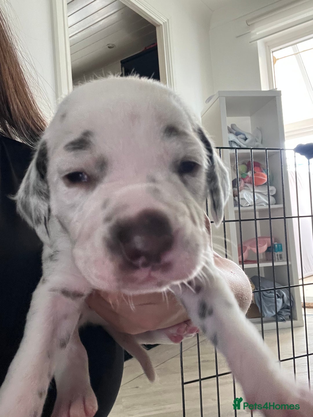 Dalmatian dogs for sale: Beautiful KC registered litter of dalmations  - Image 12