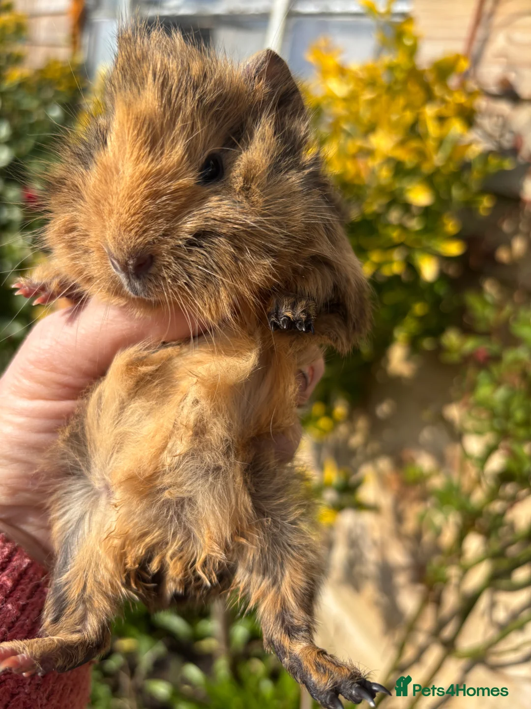 Guinea Pig rodents for sale: Adorable baby Guinea pigs for sale - Advert 2