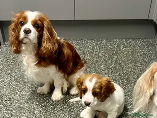 Cockalier dogs 1 GIRL COCKALIER READY TO LEAVE NOW - Advert 3