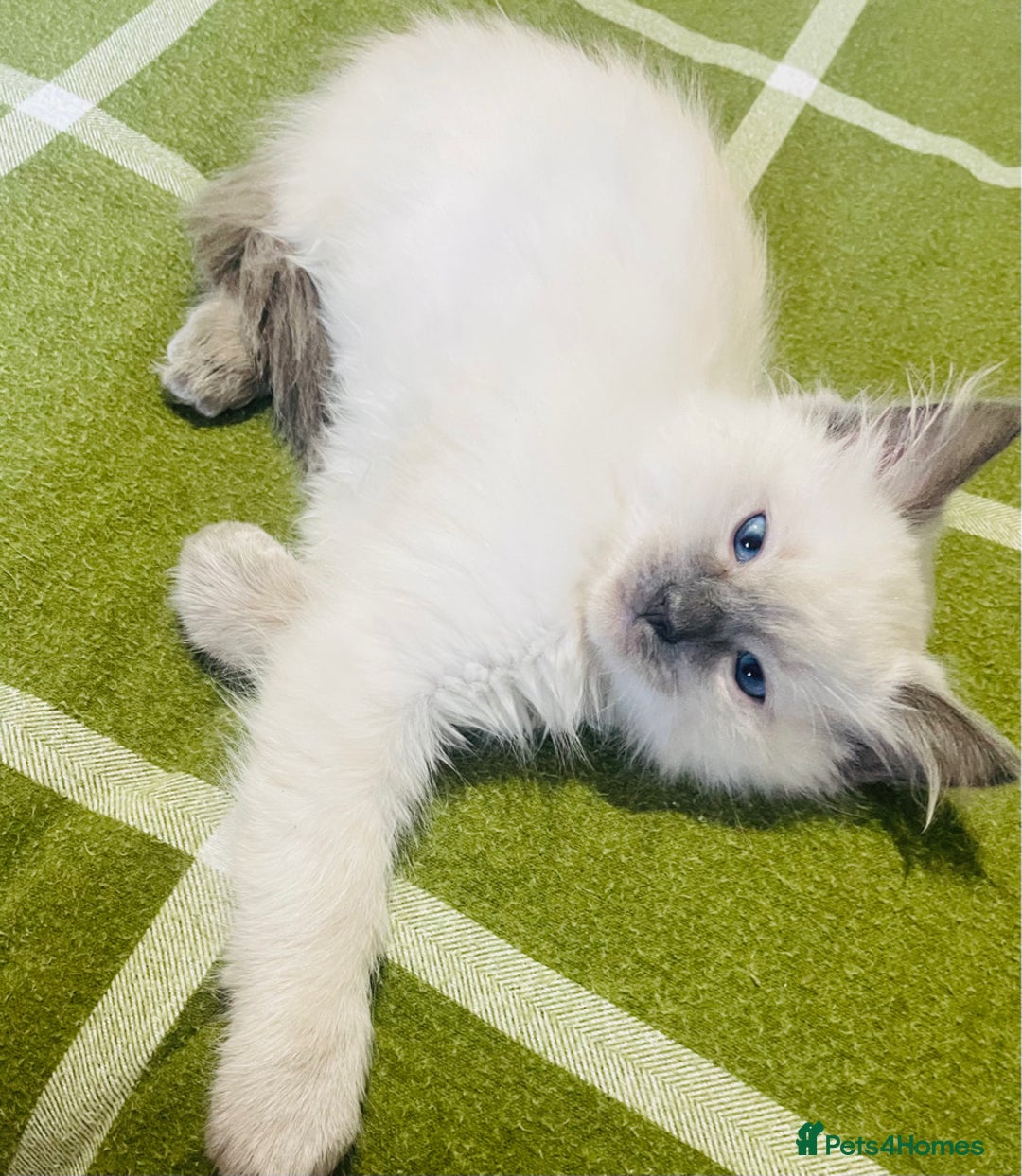Ragdoll cats for sale: Ragdoll kittens (ready to leave now) - Image 14