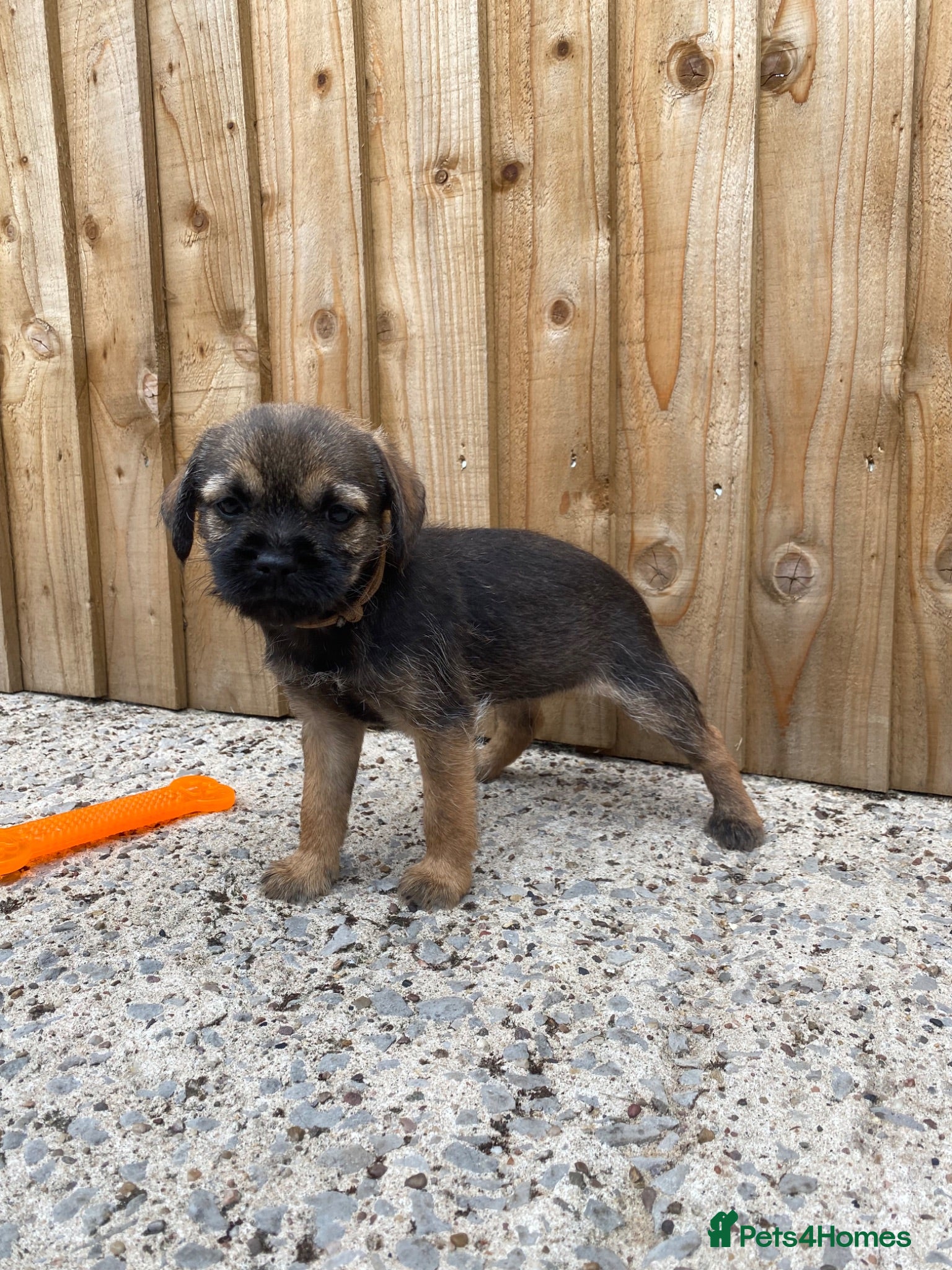 Border Terrier dogs ⭐️ KC BORDER TERRIERS, READY TO LEAVE NOW - Advert 16
