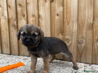 Border Terrier dogs ⭐️ KC BORDER TERRIERS, READY TO LEAVE NOW - Advert 4
