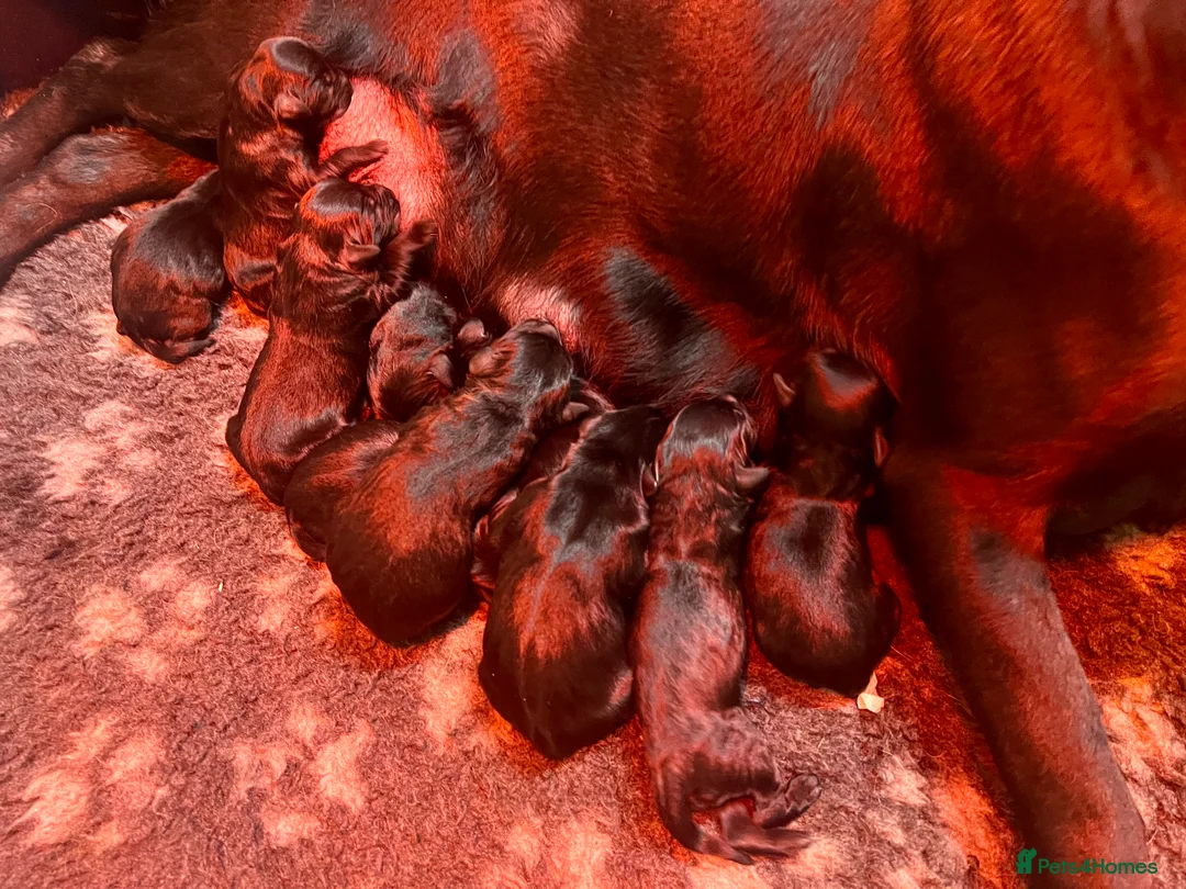 Labrador Retriever dogs for sale: KC black Labradors  - Advert 15